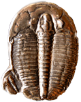 trilobyte